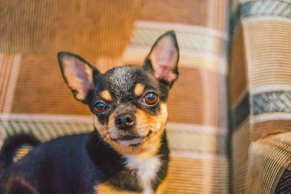 Brown shorthair red haired chihuahua dog lies and sits on the sofa — Stock Photo, Image