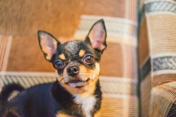 Braune Kurzhaar-Chihuahua-Hündin liegt und sitzt auf dem Sofa — Stockfoto