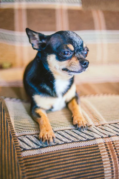 Marrón taquigrafía pelirroja chihuahua perro se encuentra y se sienta en el sofá — Foto de Stock