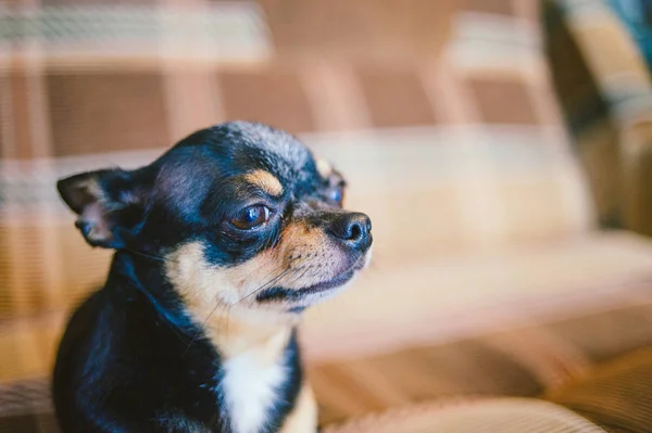 Kahverengi stenografi kırmızı saçlı Chihuahua köpek yatıyor ve kanepede oturur — Stok fotoğraf