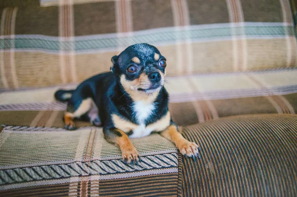 Brown shorthair red haired chihuahua dog lies and sits on the sofa — Stock Photo, Image