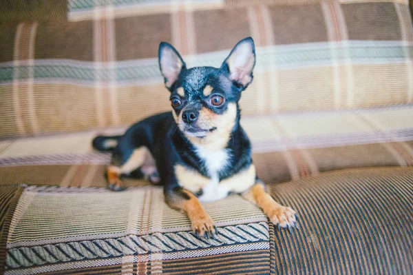 Barna Gyorsírás vörös hajú Chihuahua kutya fekszik, és ül a kanapén — Stock Fotó
