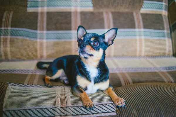 Brown shorthair red haired chihuahua dog lies and sits on the sofa — Stock Photo, Image