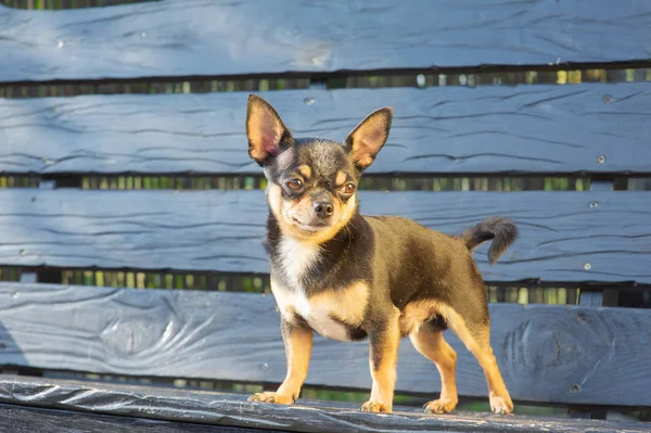 Chihuahua bankta oturuyor. Köpek parkta yürüyor. Chihuahua siyah-kahverengi-beyaz renk.