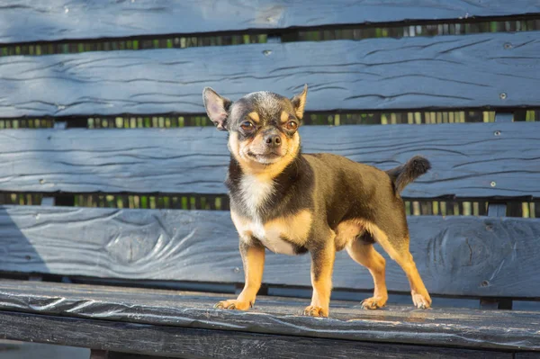 Chihuahua bankta oturuyor. Köpek parkta yürüyor. Chihuahua siyah-kahverengi-beyaz renk.