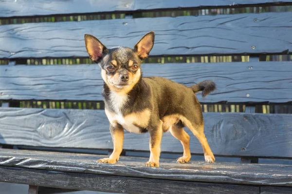 Chihuahua bankta oturuyor. Köpek parkta yürüyor. Chihuahua siyah-kahverengi-beyaz renk.
