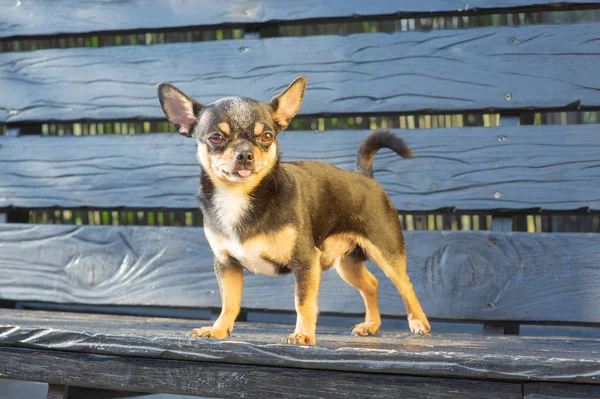 Chihuahua bankta oturuyor. Köpek parkta yürüyor. Chihuahua siyah-kahverengi-beyaz renk.