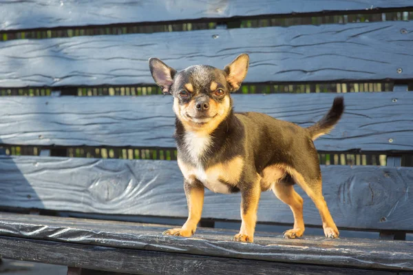 Chihuahua bankta oturuyor. Köpek parkta yürüyor. Chihuahua siyah-kahverengi-beyaz renk.