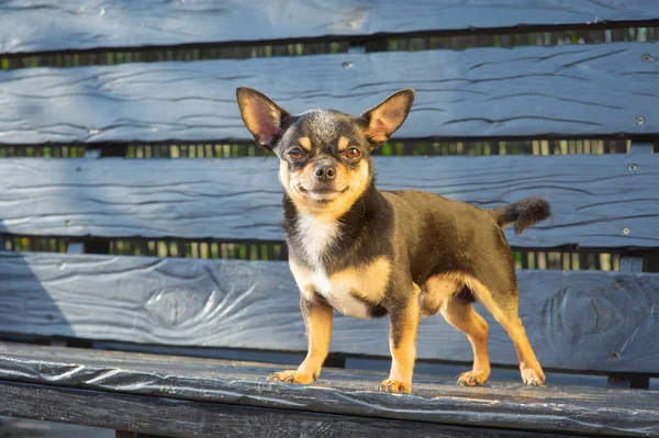 Chihuahua bankta oturuyor. Köpek parkta yürüyor. Chihuahua siyah-kahverengi-beyaz renk.