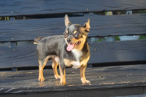 Chihuahua bankta oturuyor. Köpek parkta yürüyor. Chihuahua siyah-kahverengi-beyaz renk. — Stok fotoğraf