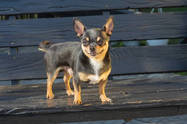 Chihuahua bankta oturuyor. Köpek parkta yürüyor. Chihuahua siyah-kahverengi-beyaz renk. — Stok fotoğraf