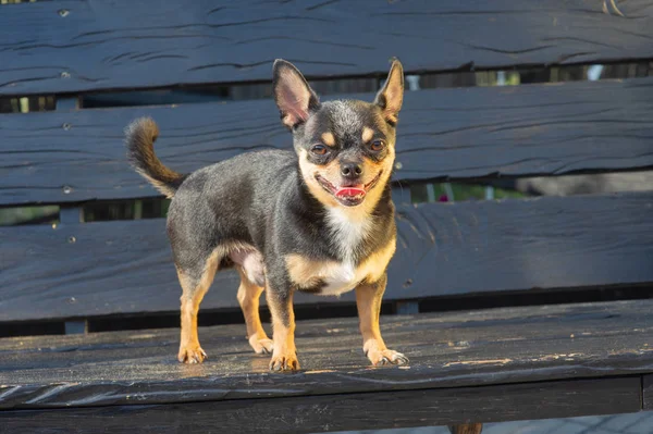 Chihuahua bankta oturuyor. Köpek parkta yürüyor. Chihuahua siyah-kahverengi-beyaz renk. — Stok fotoğraf