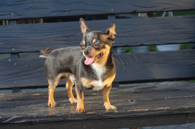 Chihuahua bankta oturuyor. Köpek parkta yürüyor. Chihuahua siyah-kahverengi-beyaz renk.