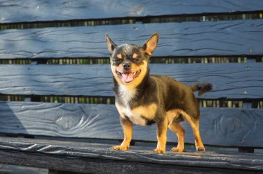 Chihuahua bankta oturuyor. Köpek parkta yürüyor. Chihuahua siyah-kahverengi-beyaz renk.
