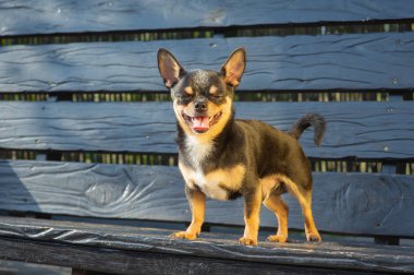 Chihuahua bankta oturuyor. Köpek parkta yürüyor. Chihuahua siyah-kahverengi-beyaz renk.