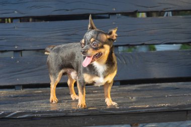 Chihuahua bankta oturuyor. Köpek parkta yürüyor. Chihuahua siyah-kahverengi-beyaz renk.