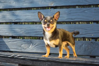 Chihuahua bankta oturuyor. Köpek parkta yürüyor. Chihuahua siyah-kahverengi-beyaz renk.