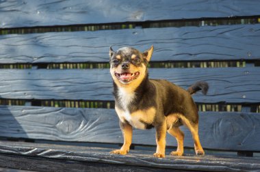 Chihuahua bankta oturuyor. Köpek parkta yürüyor. Chihuahua siyah-kahverengi-beyaz renk.