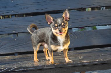 Chihuahua bankta oturuyor. Köpek parkta yürüyor. Chihuahua siyah-kahverengi-beyaz renk.