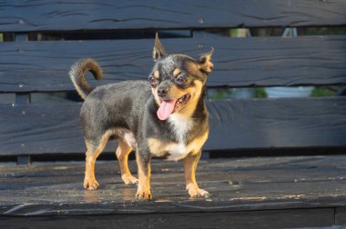 Chihuahua bankta oturuyor. Köpek parkta yürüyor. Chihuahua siyah-kahverengi-beyaz renk.