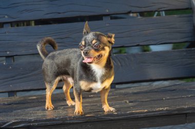 Chihuahua bankta oturuyor. Köpek parkta yürüyor. Chihuahua siyah-kahverengi-beyaz renk.