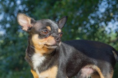 Chihuahua bankta oturuyor. Köpek parkta yürüyor. Chihuahua siyah-kahverengi-beyaz renk.