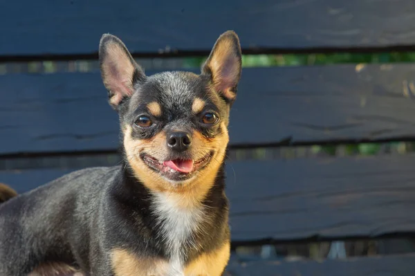 Chihuahua bankta oturuyor. Köpek parkta yürüyor. Chihuahua siyah-kahverengi-beyaz renk. — Stok fotoğraf