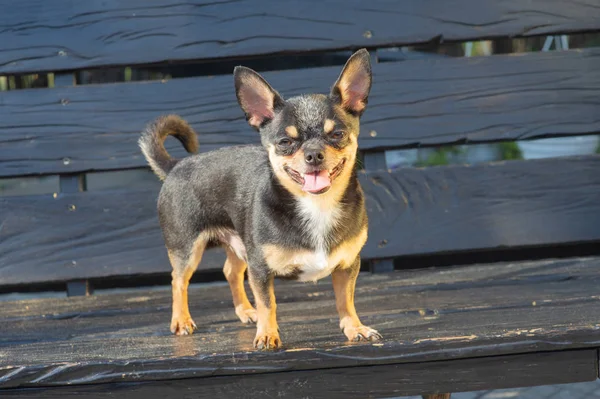 Chihuahua bankta oturuyor. Köpek parkta yürüyor. Chihuahua siyah-kahverengi-beyaz renk.