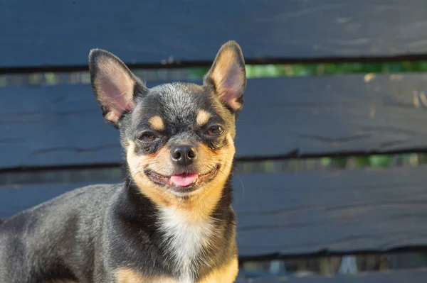 Chihuahua est assis sur le banc. Le chien marche dans le parc. Couleur noir-brun-blanc de chihuahua . — Photo