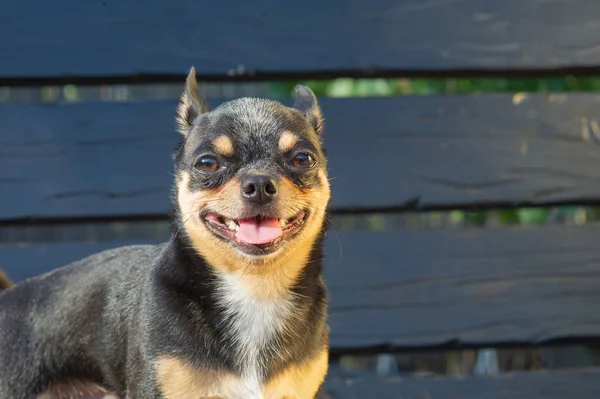 Chihuahua sitzt auf der Bank. Der Hund geht im Park spazieren. schwarz-braun-weiße Farbe des Chihuahua. — Stockfoto