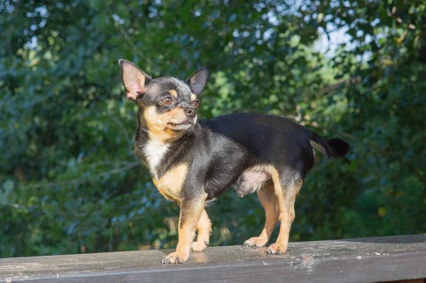 Chihuahua bankta oturuyor. Köpek parkta yürüyor. Chihuahua siyah-kahverengi-beyaz renk. — Stok fotoğraf