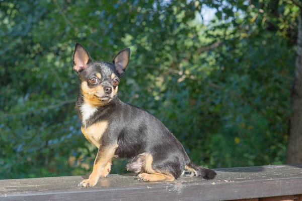 Chihuahua está sentado en el banco. El perro pasea por el parque. Color negro-marrón-blanco de chihuahua . — Foto de Stock