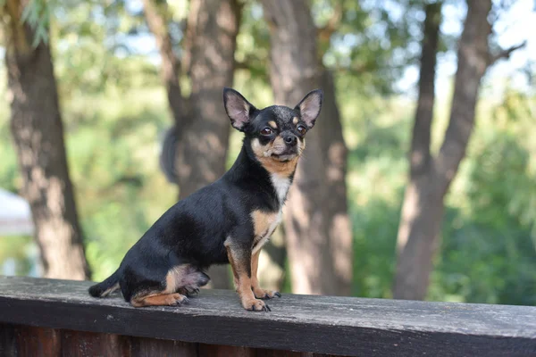 Chihuahua zit op de Bank. De hond loopt in het Park. Zwart-bruin-witte kleur van Chihuahua. — Stockfoto
