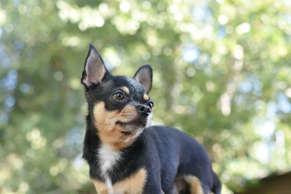 Chihuahua ül a padon. A kutya sétál a parkban. Fekete-barna-fehér színű Chihuahua. — Stock Fotó