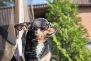 Chihuahua bankta oturuyor. Köpek parkta yürüyor. Chihuahua siyah-kahverengi-beyaz renk.
