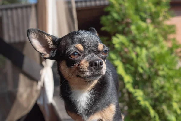 Chihuahua est assis sur le banc. Le chien marche dans le parc. Couleur noir-brun-blanc de chihuahua . — Photo