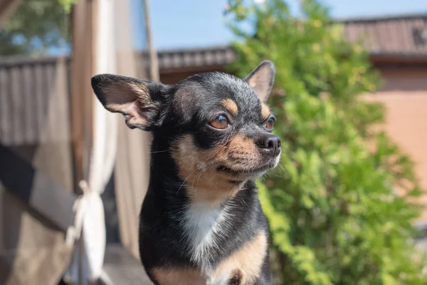 Chihuahua siedzi na ławce. Pies idzie w parku. Czarno-brązowy-biały kolor Chihuahua. — Zdjęcie stockowe