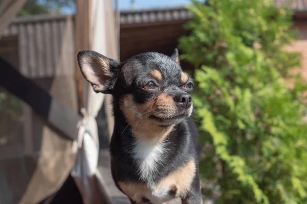 Chihuahua bankta oturuyor. Köpek parkta yürüyor. Chihuahua siyah-kahverengi-beyaz renk. — Stok fotoğraf