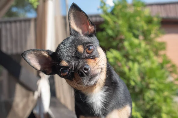 Chihuahua está sentado en el banco. El perro pasea por el parque. Color negro-marrón-blanco de chihuahua . —  Fotos de Stock