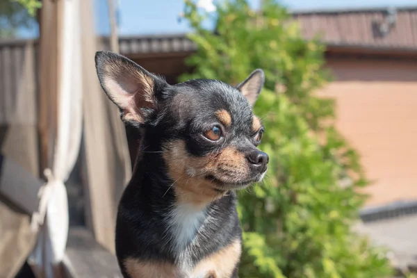 Chihuahua sedí na lavici. Pes chodí v parku. Černohnědá-bílá barva Chihuahua. — Stock fotografie