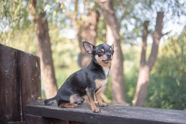 奇瓦瓦坐在长凳上。狗在公园里散步。奇瓦瓦的黑-棕白色. — 图库照片