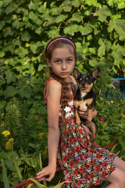 Uma menina com seu cão chihuahua animal de estimação . — Fotografia de Stock