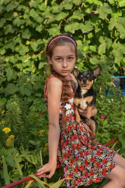 Une petite fille avec son chien chihuahua animal de compagnie . — Photo