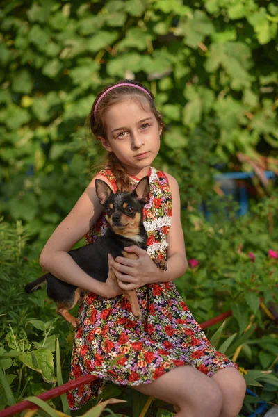 O fetiță cu câinele ei chihuahua . — Fotografie, imagine de stoc