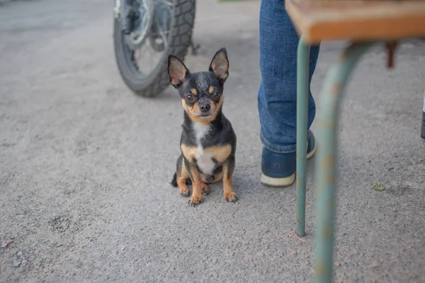 차고에서 소유자 근처 가죽 끈이없는 치와와 강아지. 흑백 브라운이 있는 일련의 사진 — 스톡 사진