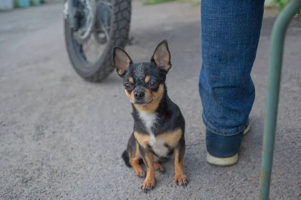 Chihuahua cachorro sin correa cerca del propietario en el garaje. Una serie de fotos con un negro y blanco-marrón — Foto de Stock