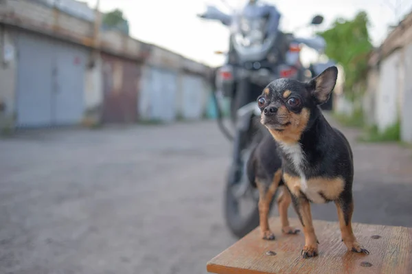 Chihuahua cachorro sem uma trela perto do proprietário na garagem. Uma série de fotos com um preto-e-branco-marrom — Fotografia de Stock