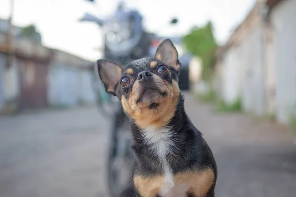 Chihuahua szczeniak bez smyczy w pobliżu właściciela w garażu. Seria zdjęć z czarno-biało-brązową — Zdjęcie stockowe