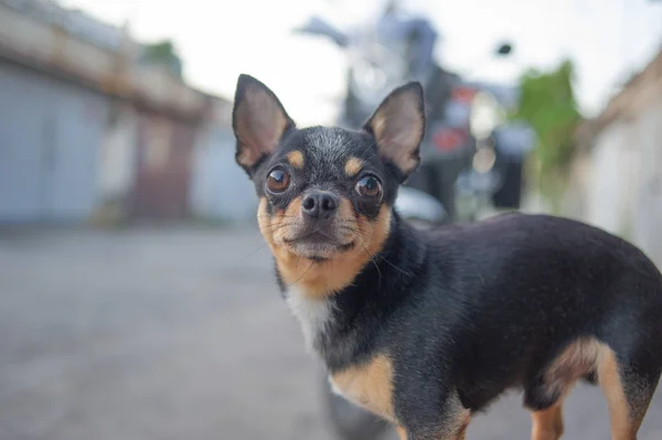 Chihuahua puppy zonder leiband in de buurt van de eigenaar in de garage. Een reeks Foto's met een zwart-wit-bruin — Stockfoto