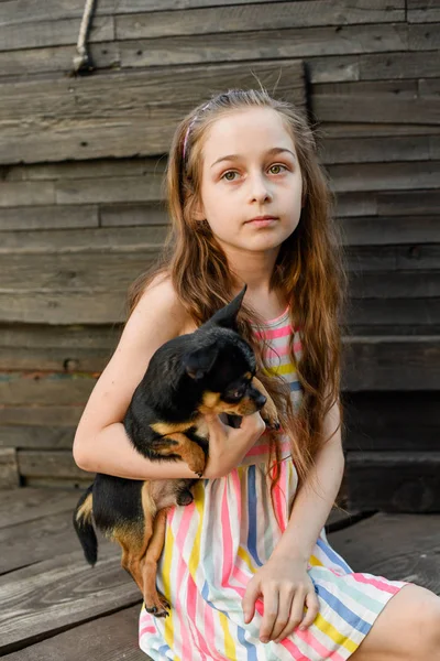 Dziecko spędza czas z jej zwierzaka. Mała dziewczynka z psem Chihuahua na tle drewnianego tła — Zdjęcie stockowe
